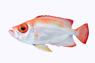 ミナミキントキ