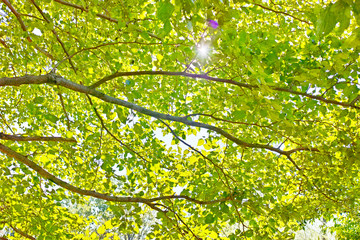 Fototapeta na wymiar 明るい黄緑の木の枝葉と太陽の木漏れ日