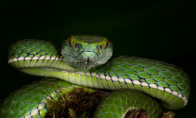 Large -scale Pit Viper seen at Munnar,Kerala,India