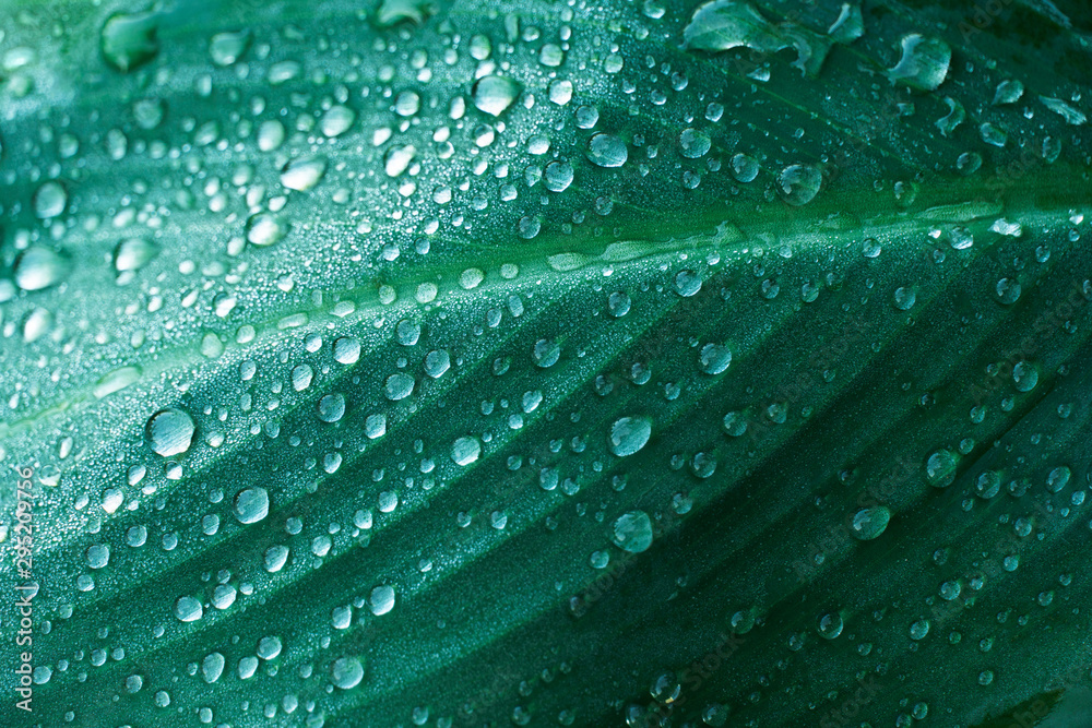 Wall mural water of rain drop on dark green leave garden forest nature textured background