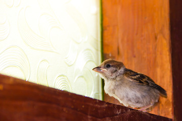 close up of house sparrow (Passer domesticus)