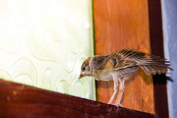 close up of house sparrow (Passer domesticus)