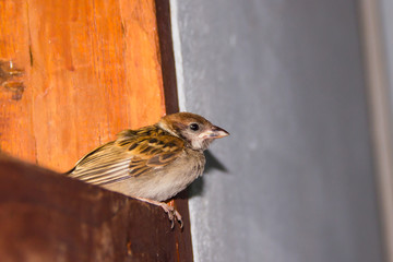 close up of house sparrow (Passer domesticus)