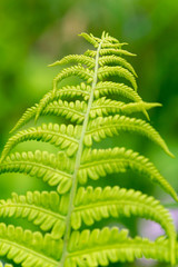 Fern leaves close-up view in the forest with focus on the foreground