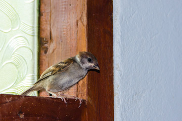 close up of house sparrow (Passer domesticus)