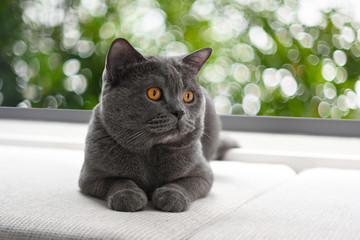 British shorthair cat, blue-gray color with orange eyes. Sit and relax on the dark sofa. 2 years, sitting and resting in the living room background is a garden with bokeh.