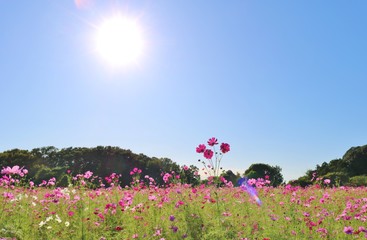 こすもす　風景　秋　太陽　杤木