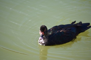 duck swimming  in the water