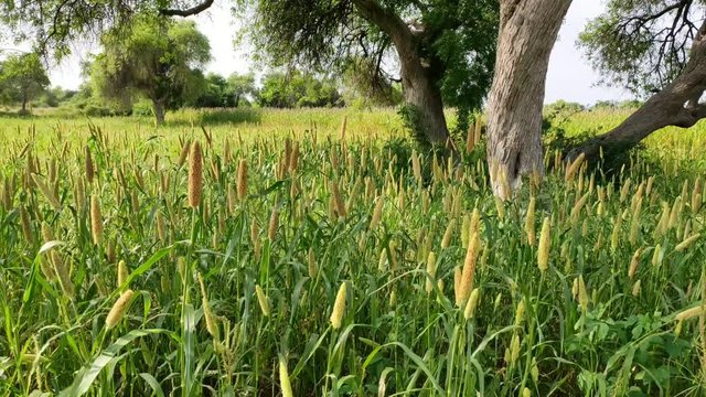 Beautiful Bajara crop moving by Air flow in morning 2 ( Full Landscape View)