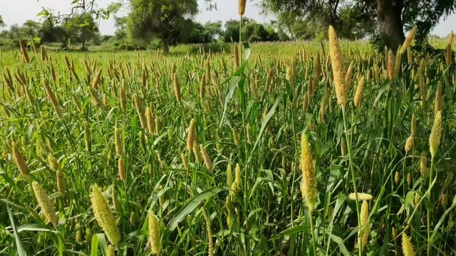 Beautiful Bahara Crop moving by air flow in Morning 1