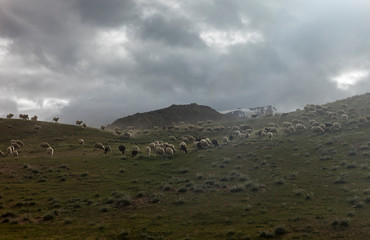 Sheeps Grazing near Chandrataal Lake in Spiti Valley,Himachal Pradesh,India