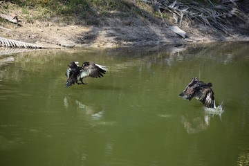 Two ducks landing in water