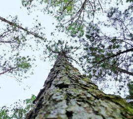 tree on a background of blue sky
