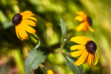 Beautiful daisy flower in a garden