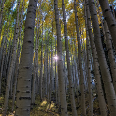trees in the forest lockett meadow