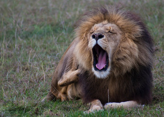 Obraz na płótnie Canvas Yawning Male Lion