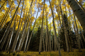Fall aspen trees