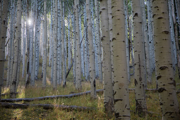 aspen trees in forest
