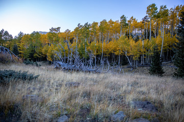 autumn landscape with trees