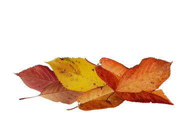 autumn leaves isolated cherry tree leaf  for background