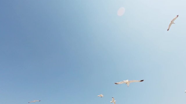 Seagulls flying in blue sky near the Greek island of Thassos.