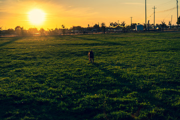 Dog running in park at sunset