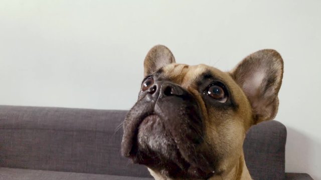 Slowmotion french bulldog face close up camera, is looking ahead, big eyes and big ears on a small dog