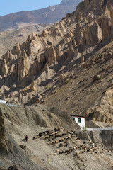 Shepard at Dhankar Village in Spiti Valley,Himachal Pradesh,India