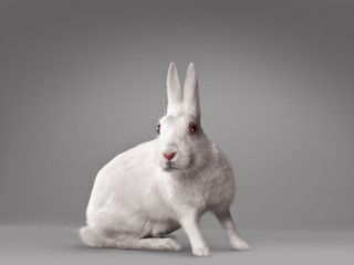 White rabbit in front of white background