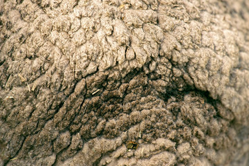 Close up to nature sheep's fluffy wool
