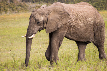 Fototapeta na wymiar Elephant Safari
