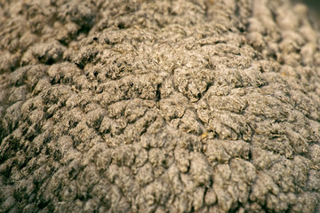 Close up to nature sheep's fluffy wool