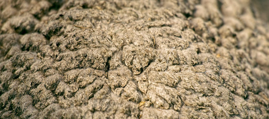 Close up to nature sheep's fluffy wool