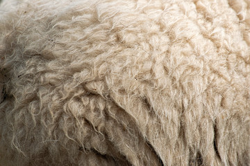 Close up to nature sheep's fluffy wool