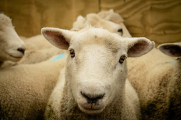 SHEEP / LAMB