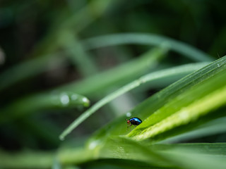 a little insect on grass in the morning