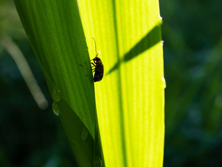 a little insect on grass in the morning