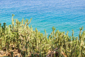 Prickly cactus branches with blue Mediterranean beyond