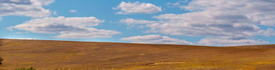grassland and blue sky. Grazing sheep in the meadow grass. panorama view of vast plains on sky and clouds background