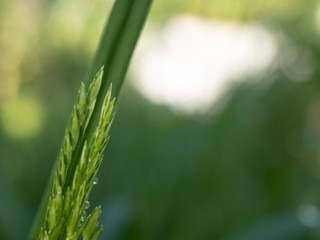 dew on a green grass in the morning