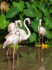 Flamingo is the most beautiful in the world