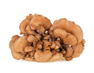 maitake mushrooms on white background