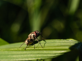 fly on a grass in the morning