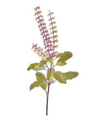 Basil flower isolated on white background