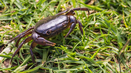 Crab