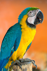 Blue, green and yellow plumage macaw parrot perched on a stick. Colombia.