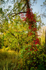 Fototapeta premium Fall colors