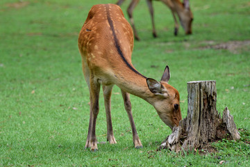 deer in grass