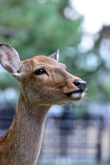 portrait of a deer