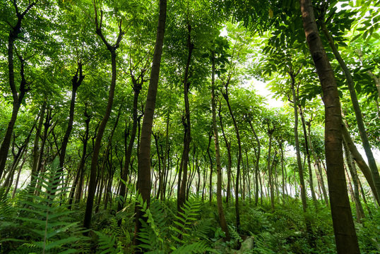 The woods seedling Lin